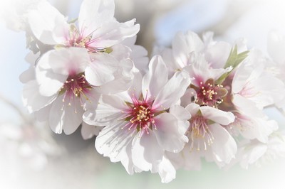 Je t’aime Jésus Je t’aime Jésus