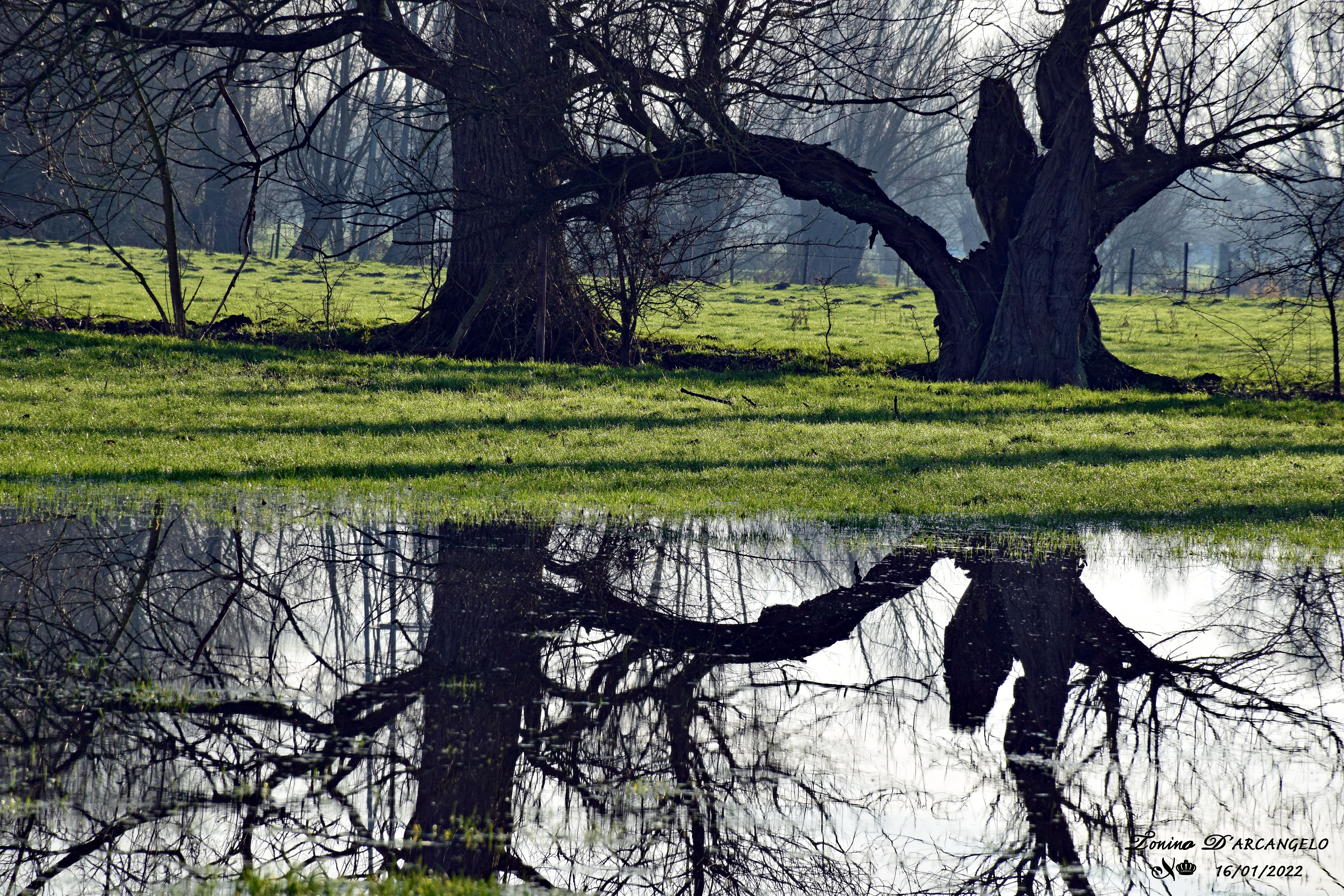 L&rsquo;écorce du nous