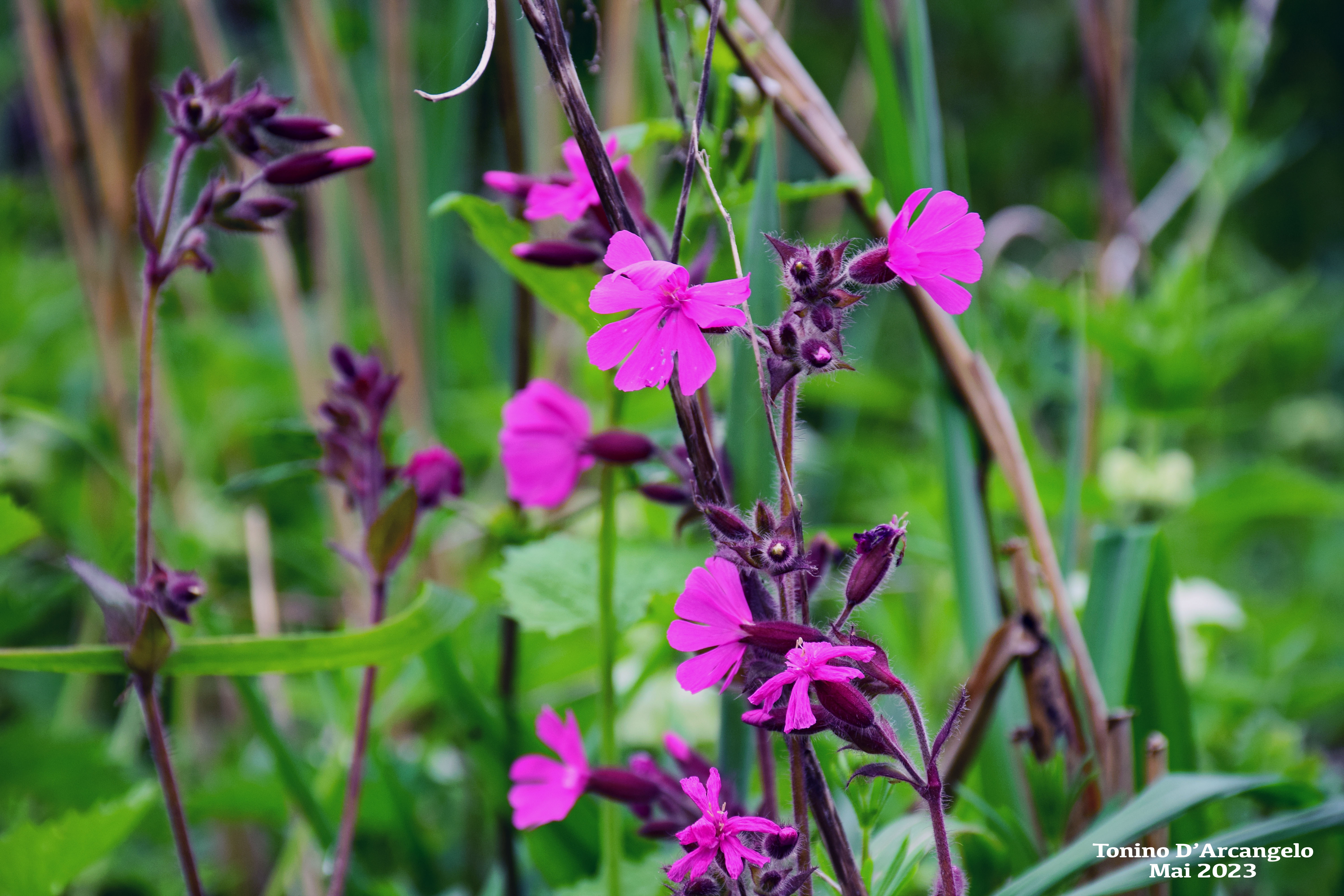 La naissance d&rsquo;un&nbsp;poème