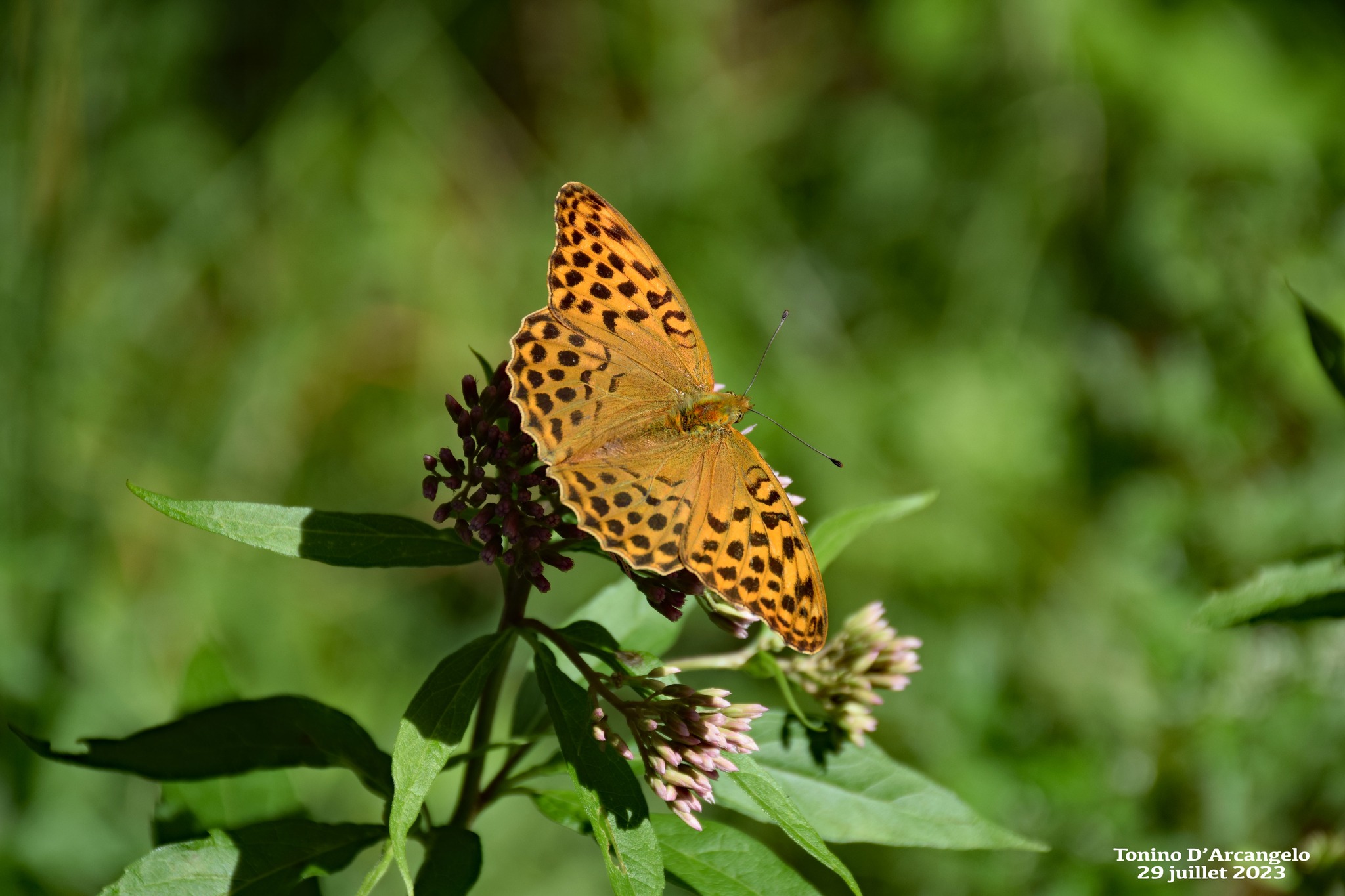 L&rsquo;exil hospitalier
