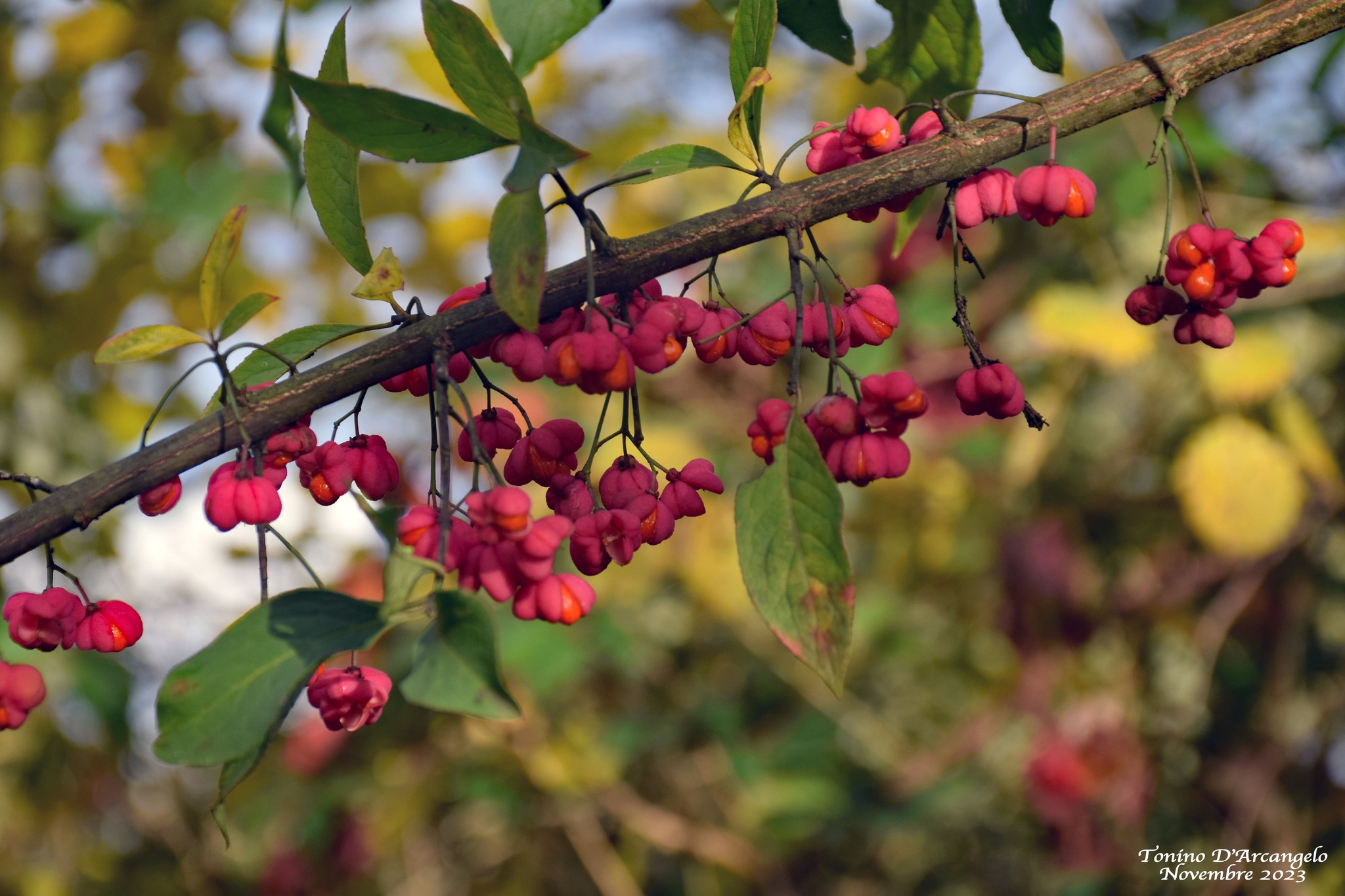 Sans danse, ni&nbsp;carillon